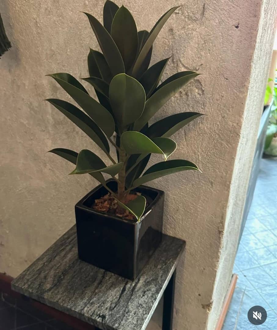 Gummi Tree in Pot